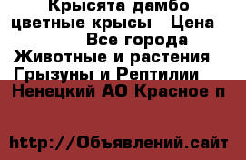 Крысята дамбо цветные крысы › Цена ­ 250 - Все города Животные и растения » Грызуны и Рептилии   . Ненецкий АО,Красное п.